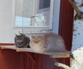 Sibirisk katt och huskatt